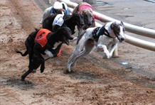 Dogs Racing in Oxford